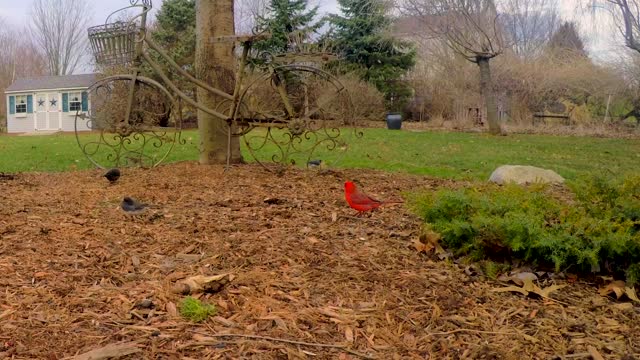 A group of beautiful birds eat from the ground in an old farm