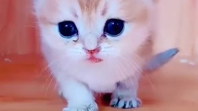 Cute small kitten pet