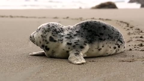 Spotted seal Video #wildlife #wildanimals #zooanimals #zoo #wildanimal #animals #animal #gk