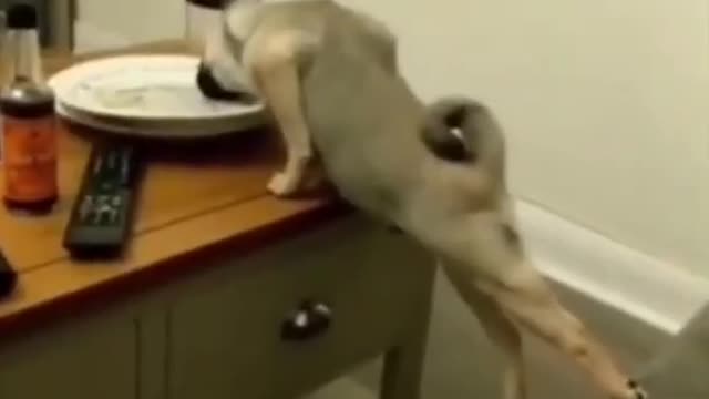 ❤️😹 Funniest Animals 😹 - Best Of 🙊❤️ Funny Animal Videos Ep 52 #Shorts#Pets ❤️