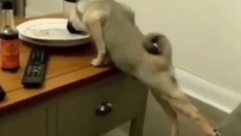 ❤️😹 Funniest Animals 😹 - Best Of 🙊❤️ Funny Animal Videos Ep 52 #Shorts#Pets ❤️