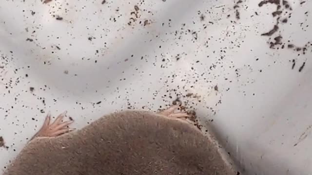 Accidental vole