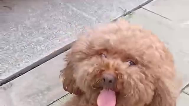 Can't run, can't run, can't run