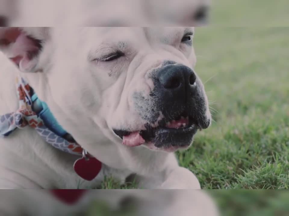 Dog Training video 🐶 - Funny Dog Video - Dog Love - #shorts video