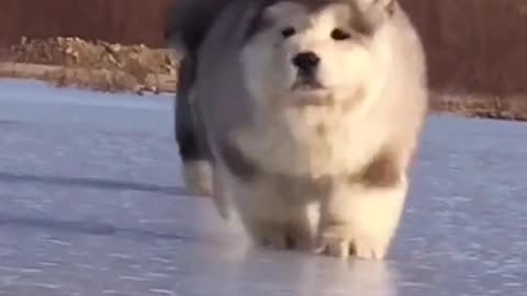 Cute Dog Running