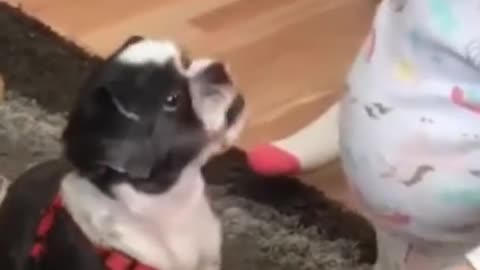 Funny Dogs - Try Not to Laugh While Watching These Funny Dogs