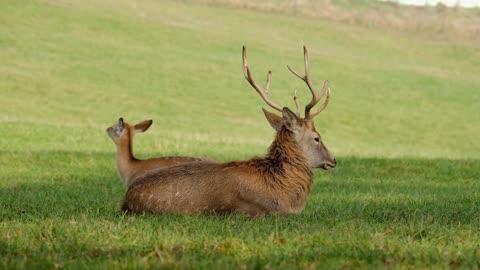 See beautiful deer and large horns