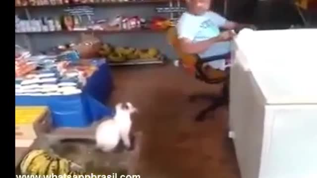 trolling cat try not to laugh!