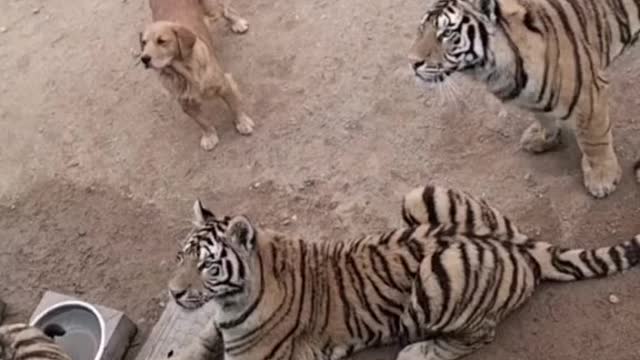 Wow frendship dog with tiger