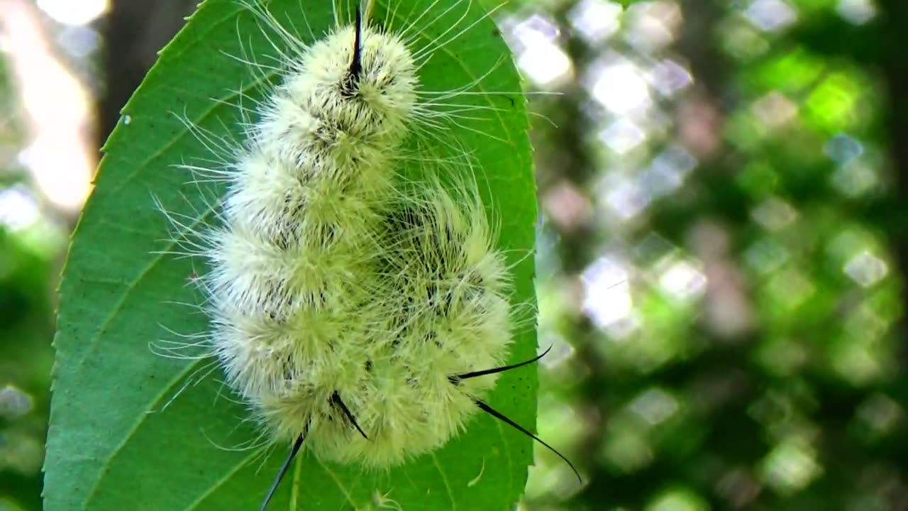 Caterpillar