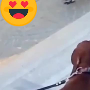 LITTLE CUTE CROW TEASES THE PUPPY