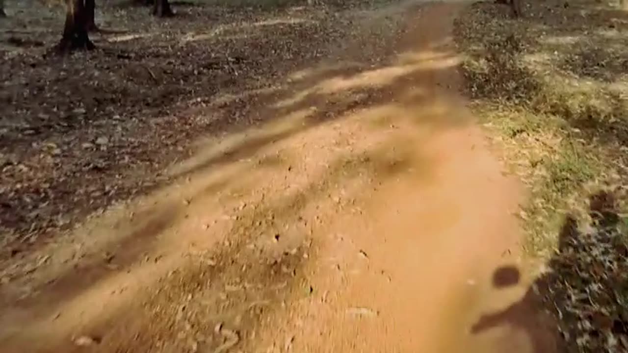 Village forests video