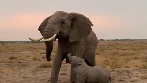 Mom Elephant caring her child