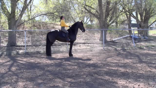 Freeman Farms Friesian