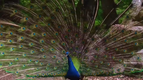 Relaxing Music | Sleeping, Meditation, Stress Relief | [1667] ⭐️