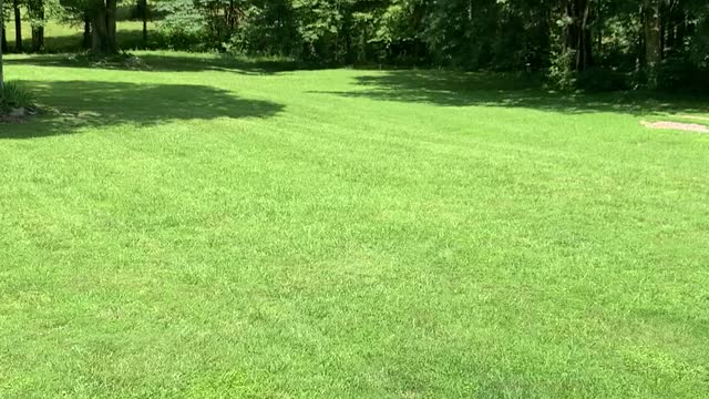 Frisbee catching Catahoula 2