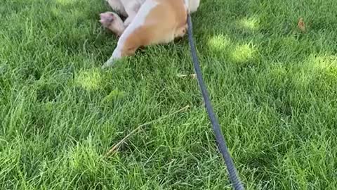 Rolling in the grass