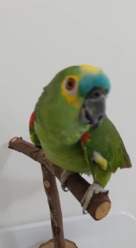 Essa neguinha é muito cativante, e tagarela