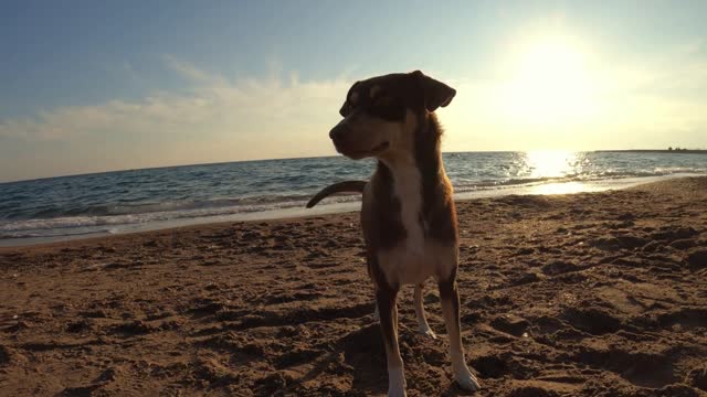 Cute Dogs are at the Beach Side Videos 2