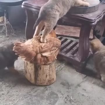 "Fowl Play: The Clawful Showdown Between Hens and Cats"