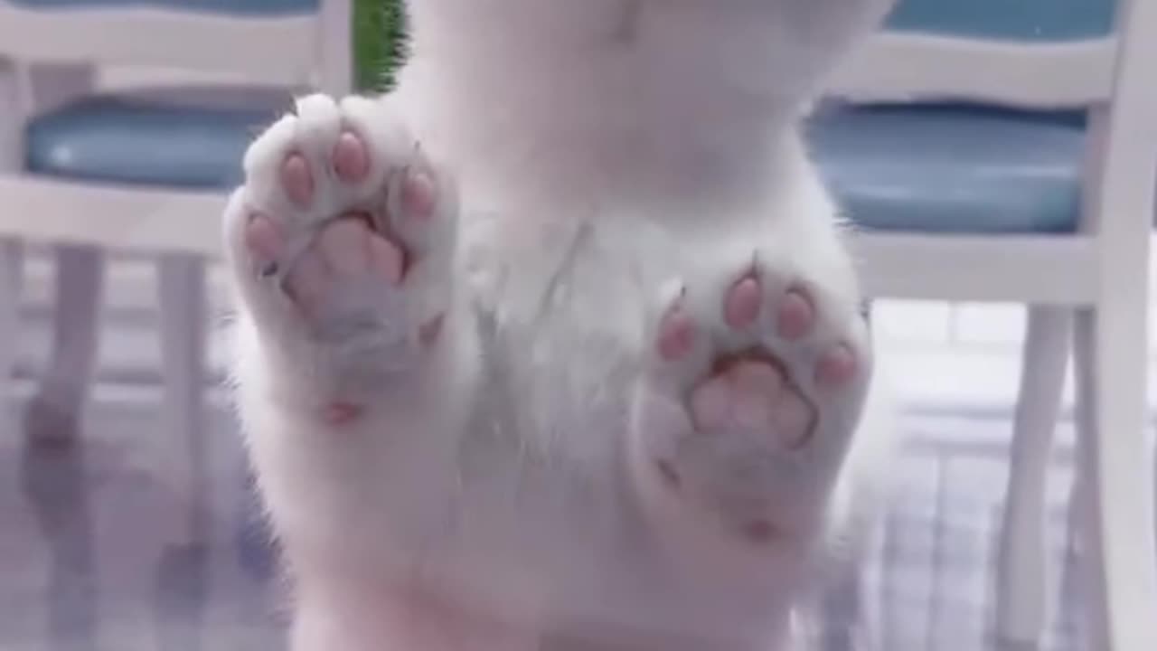 Curious Cats: Fun and Playful Feline Adventures
