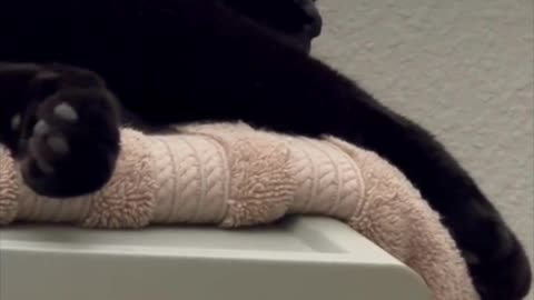 Adopting a Cat from a Shelter Vlog - Cute Precious Piper is Out Like a Light #shorts