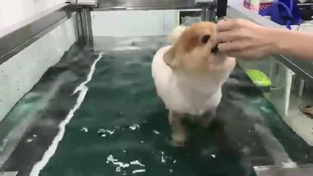 Little puppy walking