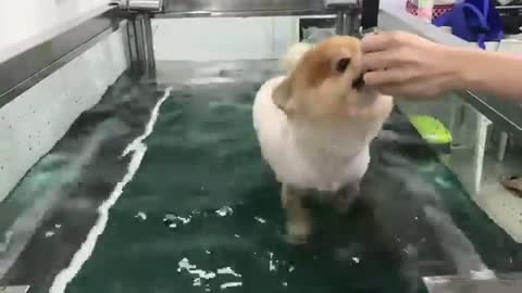 Little puppy walking