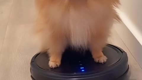 My puppy, always when I reach out, he comes running