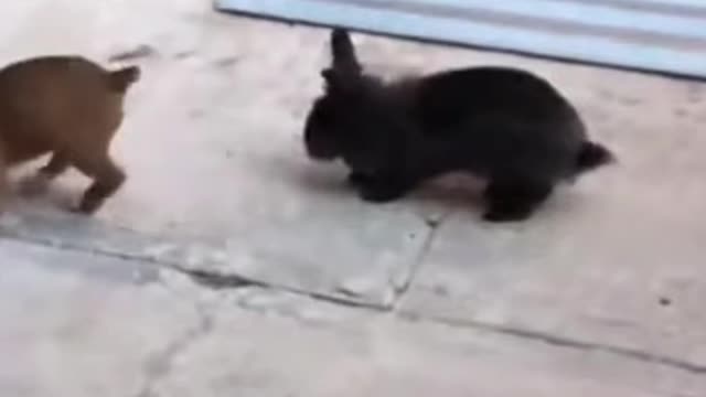 动物模仿秀