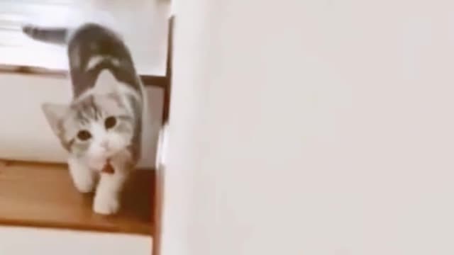 Cute Cat Playing Hide and Seek