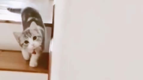 Cute Cat Playing Hide and Seek
