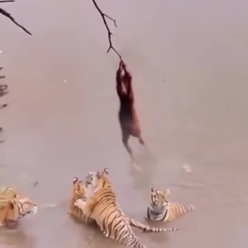 The loan is playing with a tiger
