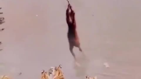 The loan is playing with a tiger