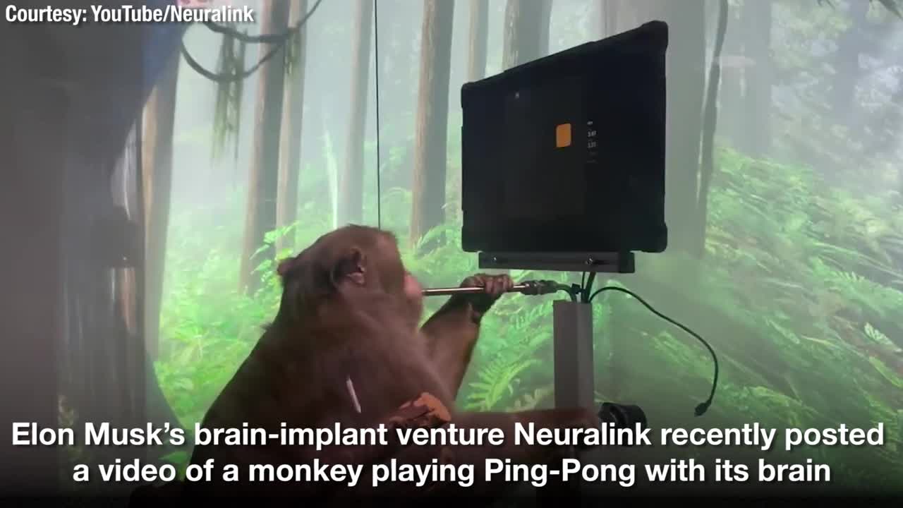 46.Watch Elon Musk’s Monkey play Ping-Pong using brain implants