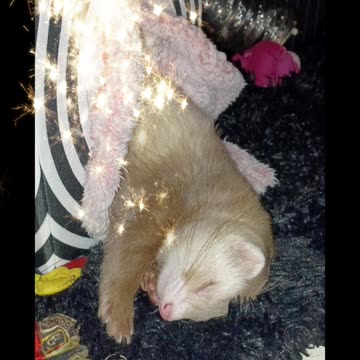 How do ferrets sleep like that??