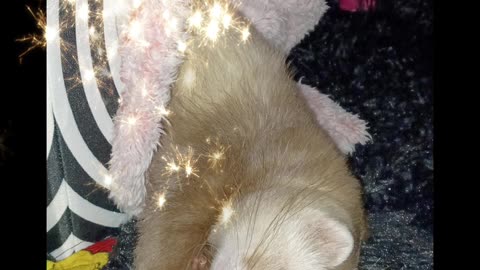 How do ferrets sleep like that??