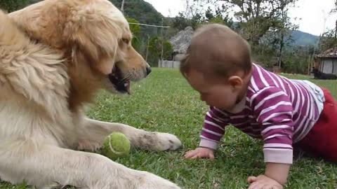 A baby playing with a Golden Retrieve and tennis ball