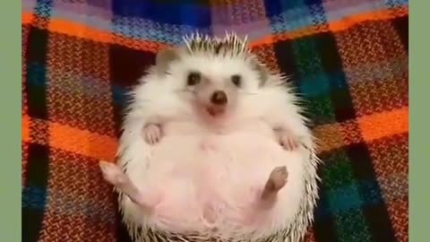animals funny