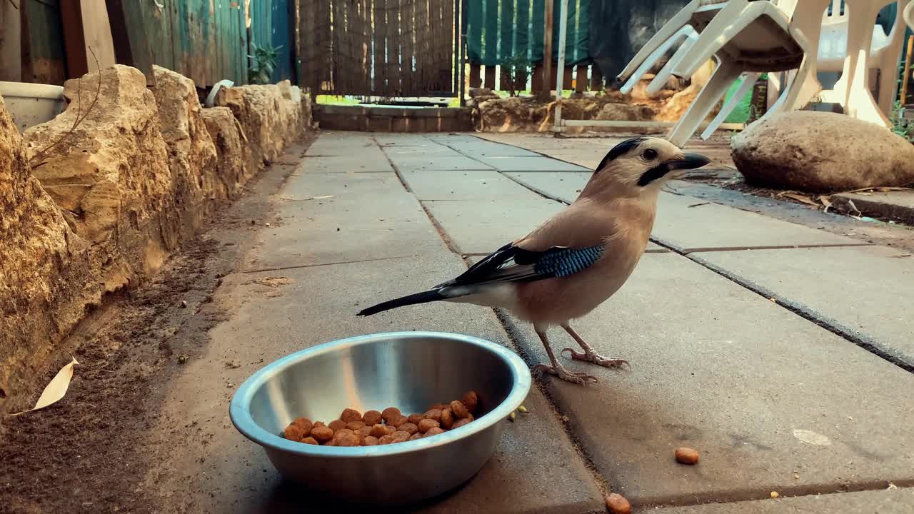 cute bird