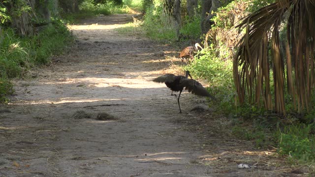 Limpkin birds playing in Florida wetlands