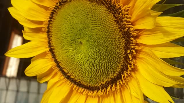 SUN FLOWER