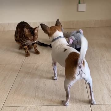 Cute Bengal Cat Plays With Adorable Doggy Friend