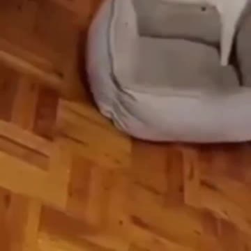 1.Cute Cats😍😍😻😻😸#shorts #funnycats #animalsshorts