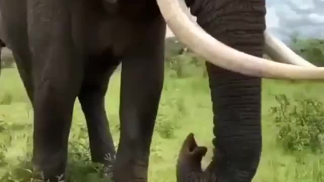 Elephant with a good sense of humor