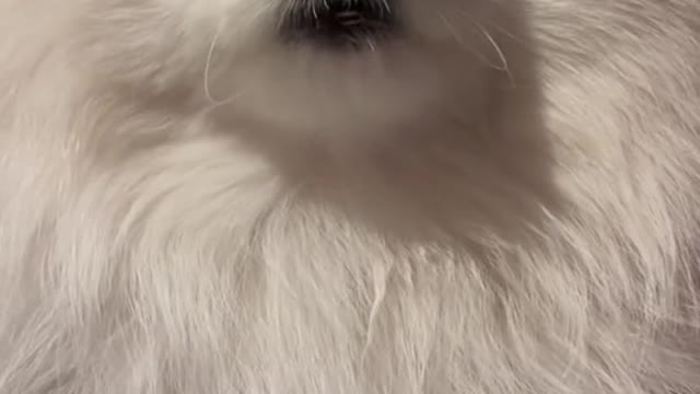 fy#petlover#cute#pomeranian#doglover