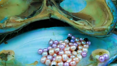 Pearl clam Xiaomei opens the clam and takes out th