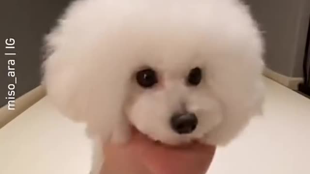 🥰💕Cute dog💖