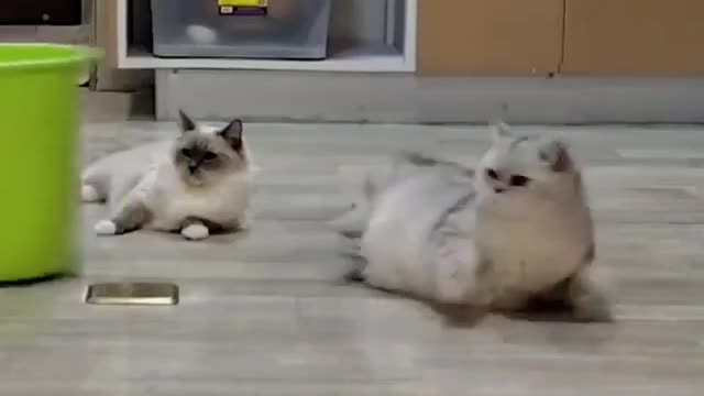 Funny cat video 😂