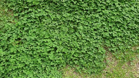 Clovers blooming on the lawn.